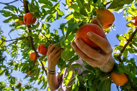 [COVID-19] Le bon geste : renforcer le besoin en main-d'œuvre des agriculteurs