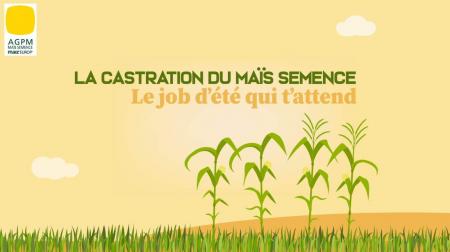 Filière maïs semence : les métiers de notateur et de castreur au cœur de la campagne de recrutement 2026